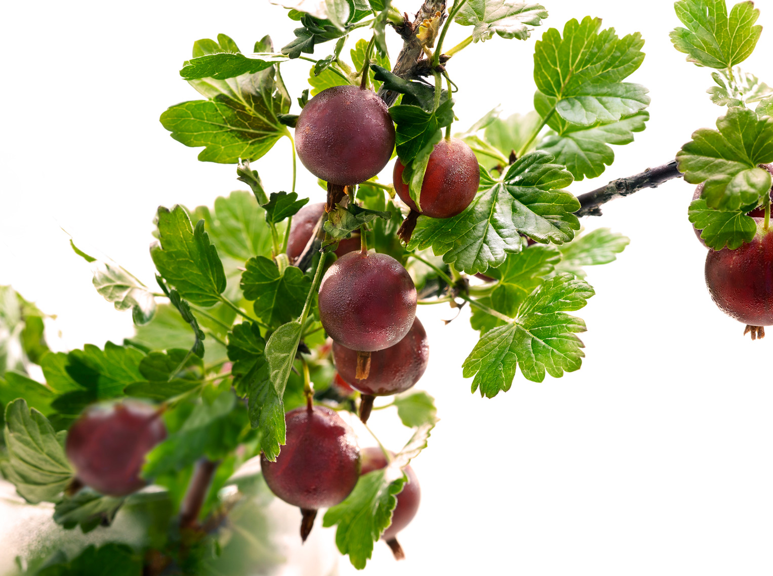 Fresh Gooseberries on a branch