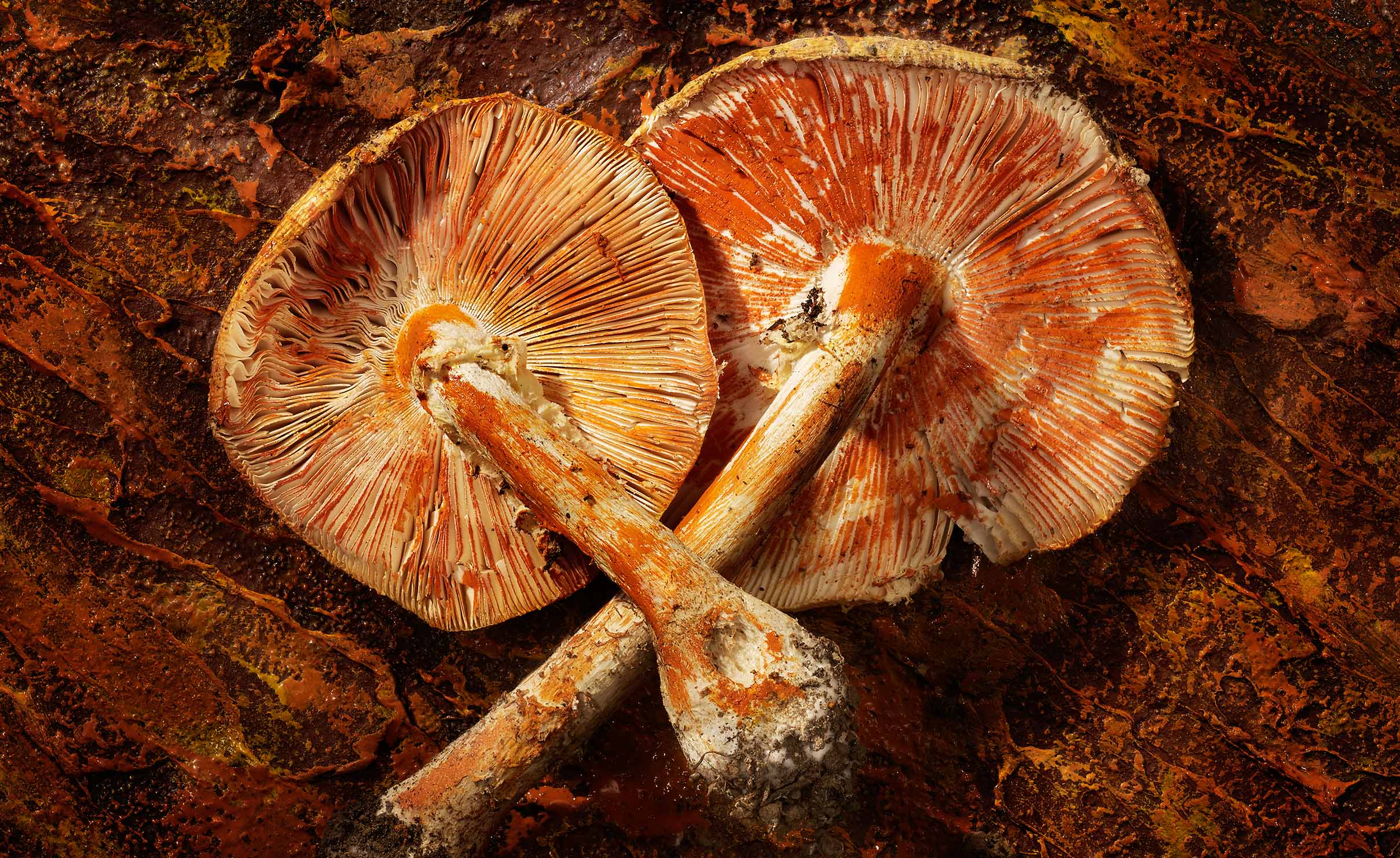 Clay Amanita Mushrooms