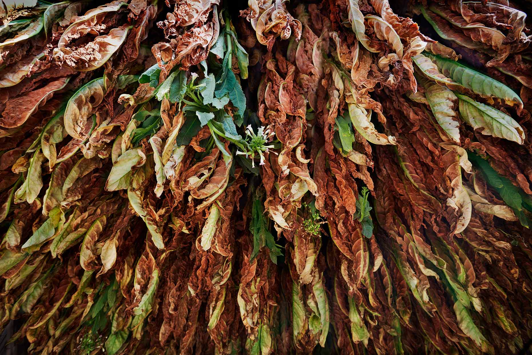 Curing Tobacco