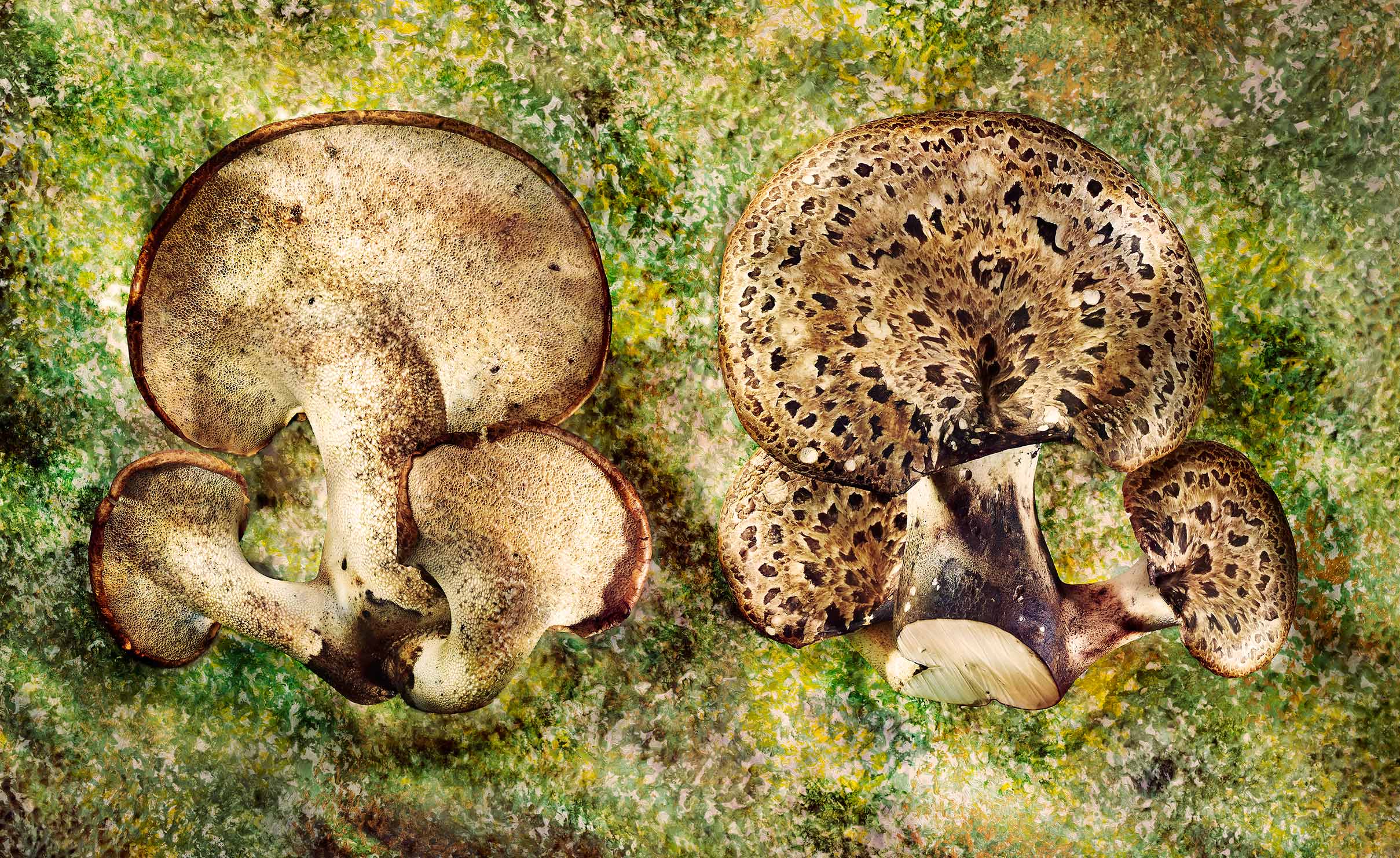 Spotted Pheasant Back Mushrooms