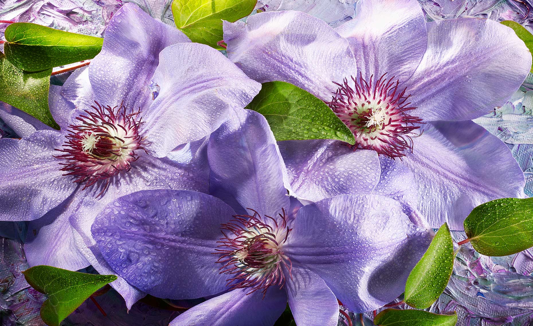  Purple Clematis flowers shot on a painted background