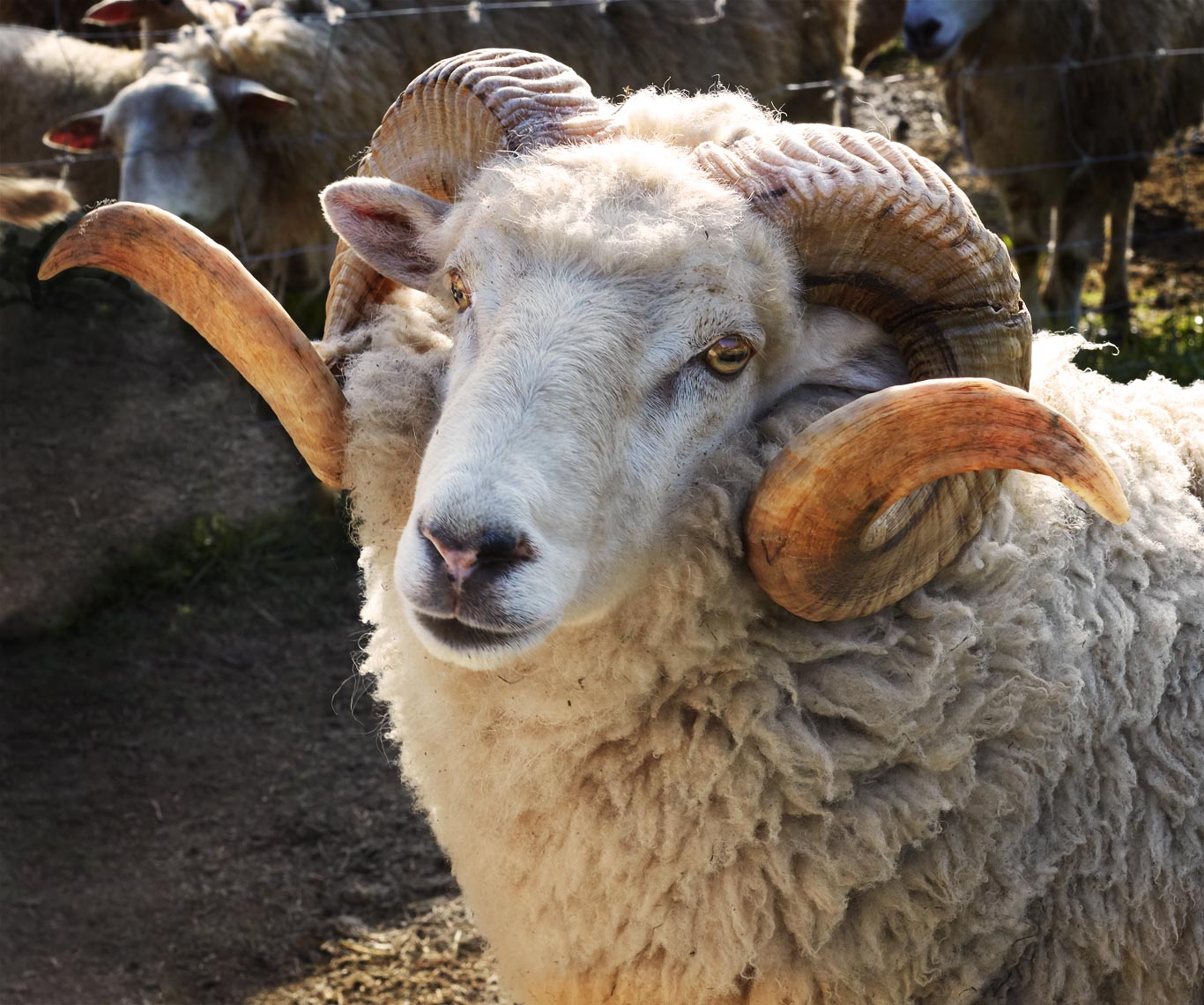 Ram horn on the farm