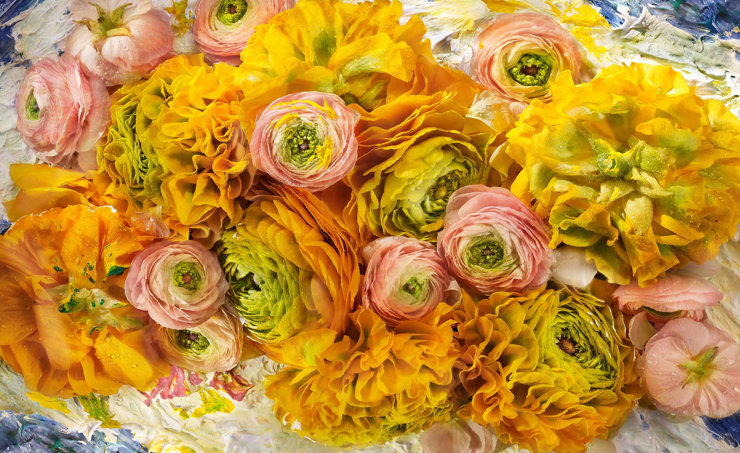 edible  painterly yellow ranunculus flowers  shot on a painted background