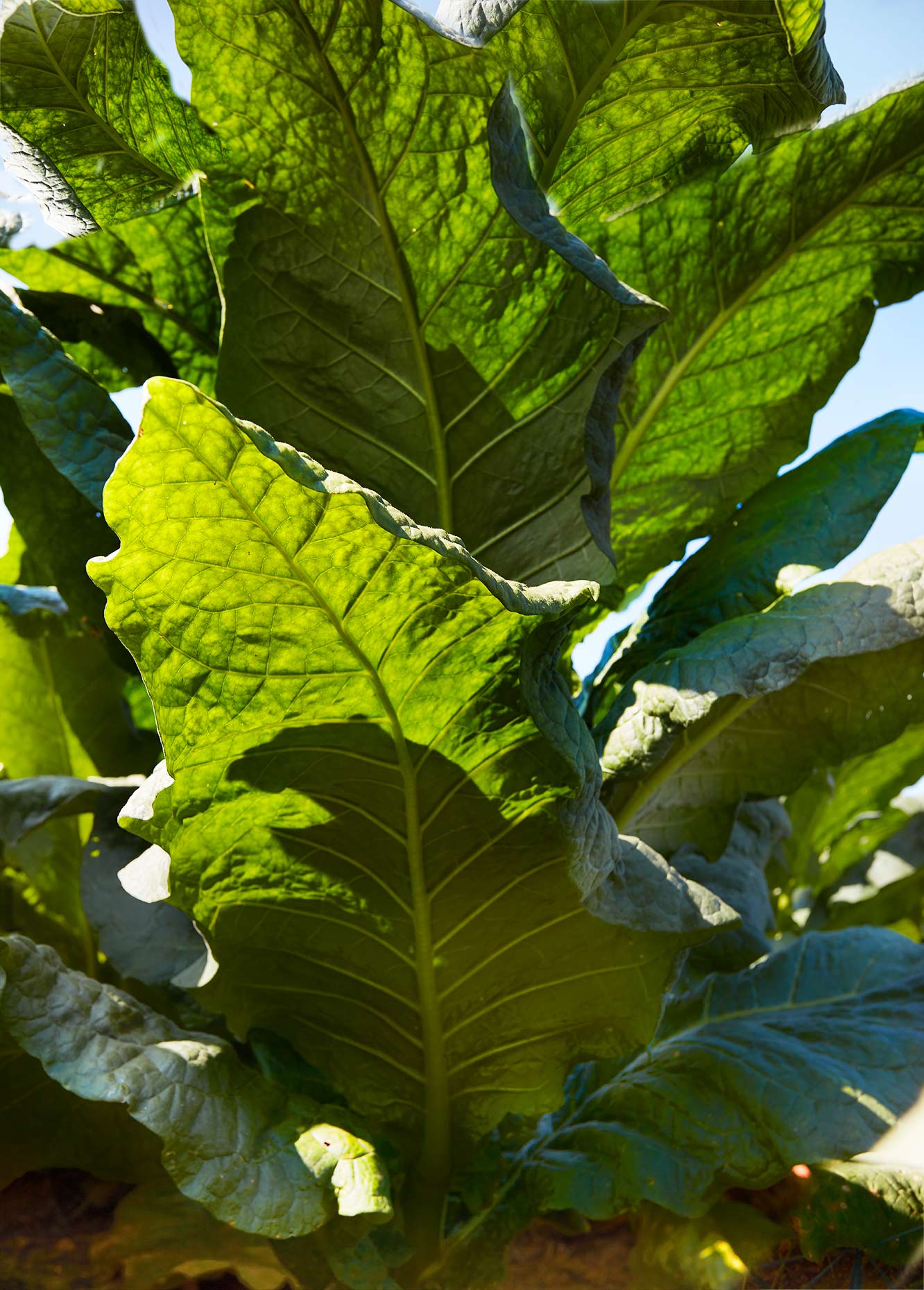 Tobacco plant