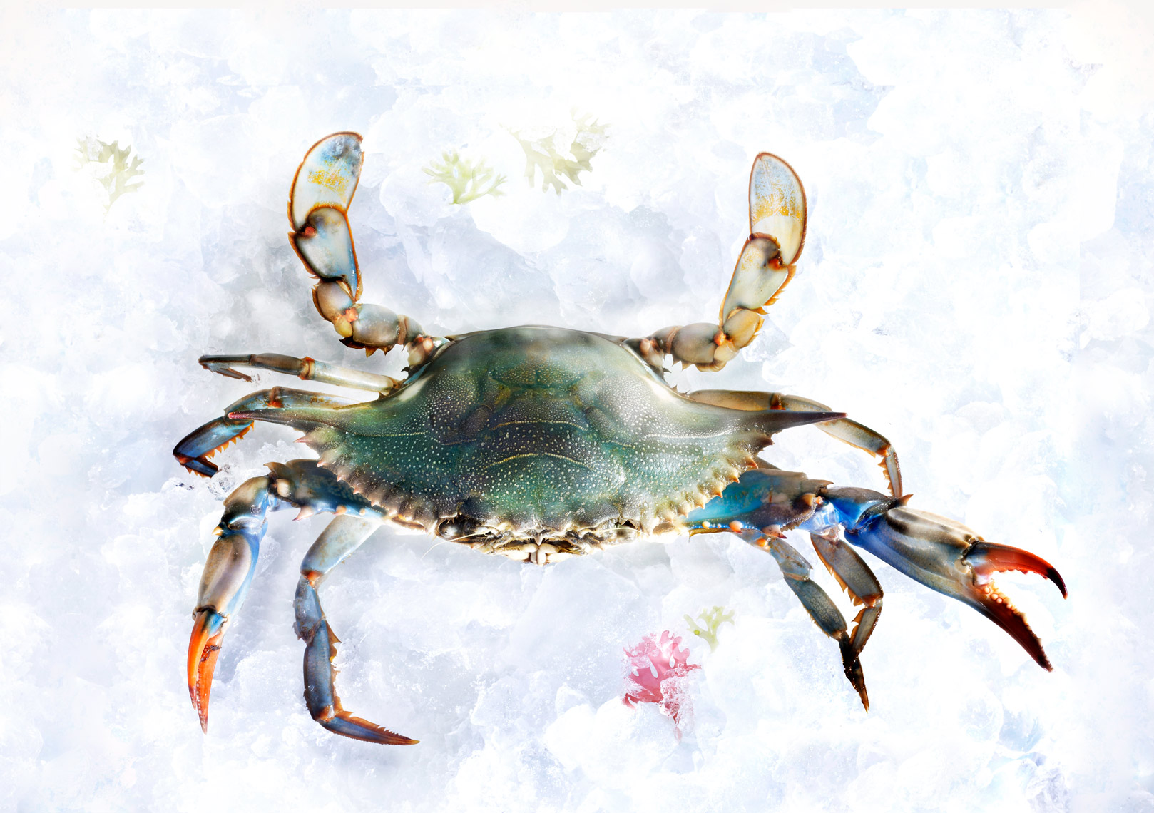 Live Maryland Blue Crab on ice